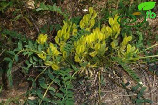 subsp. huetii-İtalya