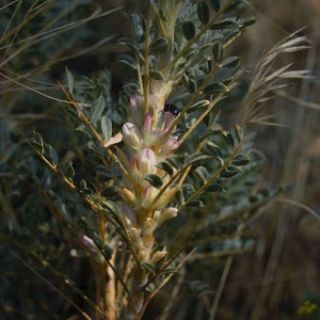 var. tmoleus-Bozdağ-İzmir