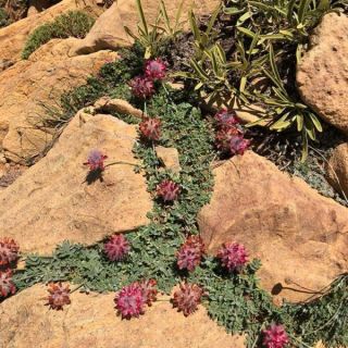 Sandras dağı-Köyceğiz