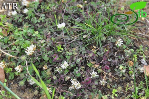 Trifolium echinatumATRMersin
