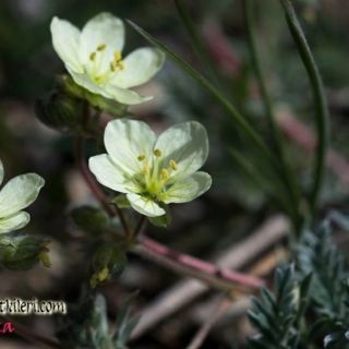 ssp absinthoides-Kütahya