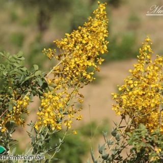 var. lysimachioides-Mardin