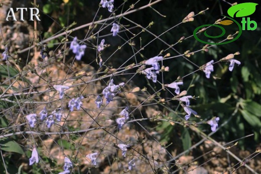 subsp. aucheri-Mersin