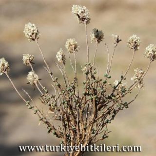 subsp sintenisii-Mardin