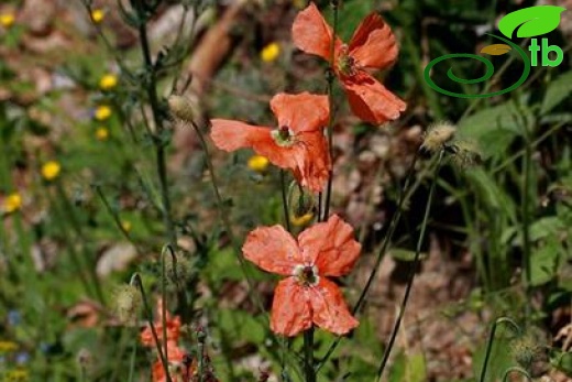 ssp. persicum-Osmaniye
