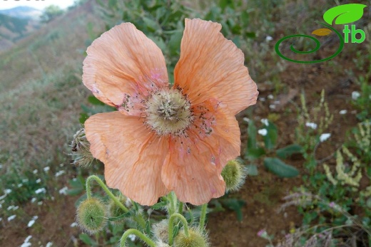 ssp persicum- Diyarbakır