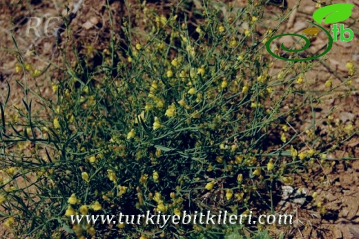 ssp linifolia-Bozdağ-İzmir