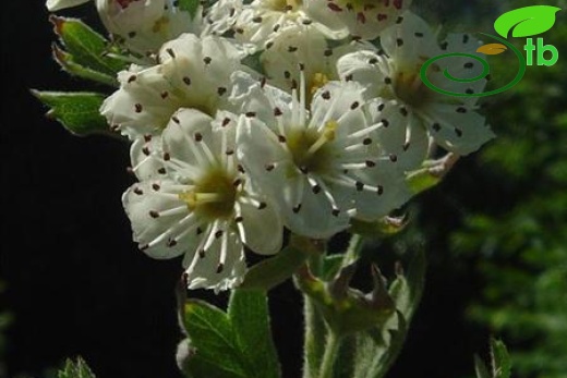 subsp. orientalis