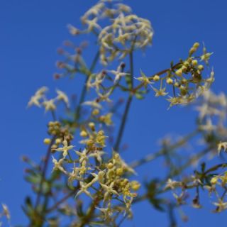 ssp brevifolium-Datça