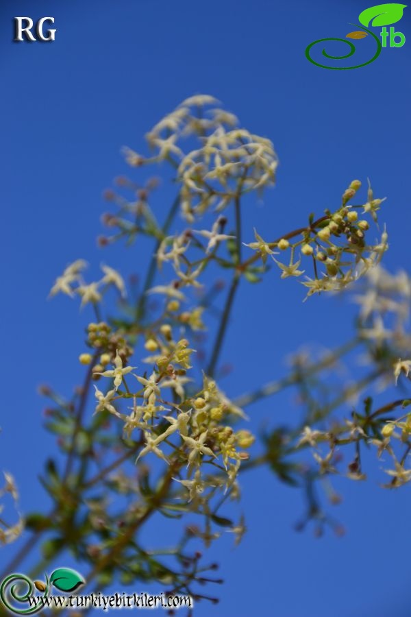 ssp brevifolium-Datça