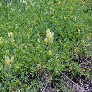 Kızılcadağ-Korkuteli