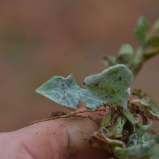 Sandras dağı-Köyceğiz