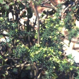 ssp orientalis-Balıkesir