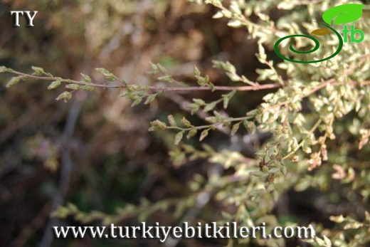 subsp.santonicum-Kayseri