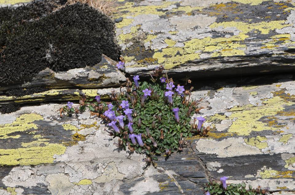 Campanula leblebiciiHYIzmir4