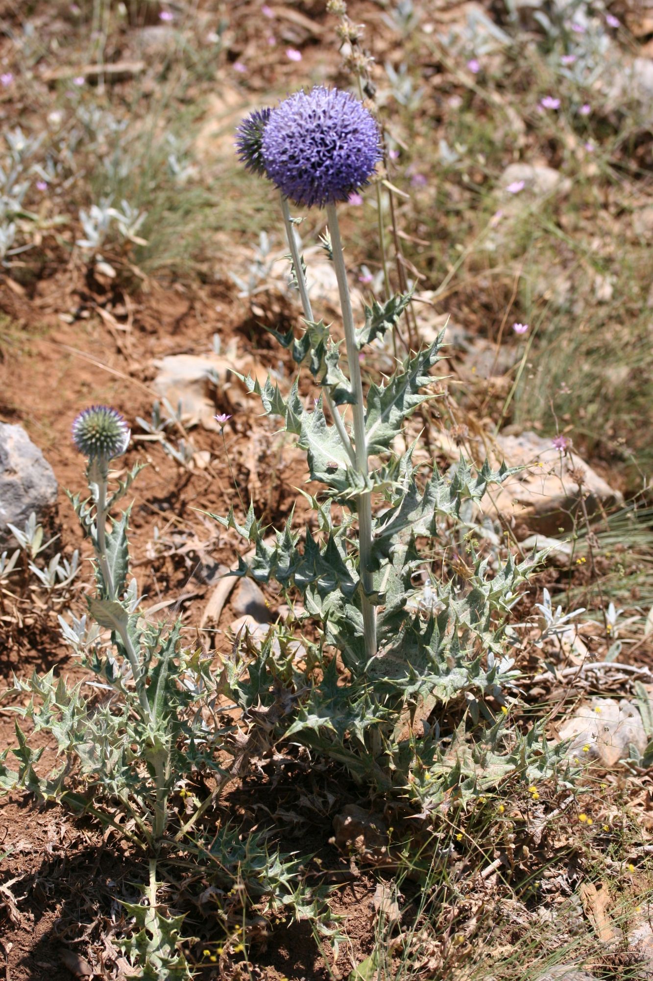 Echinops pannosusCemVuralMersin1